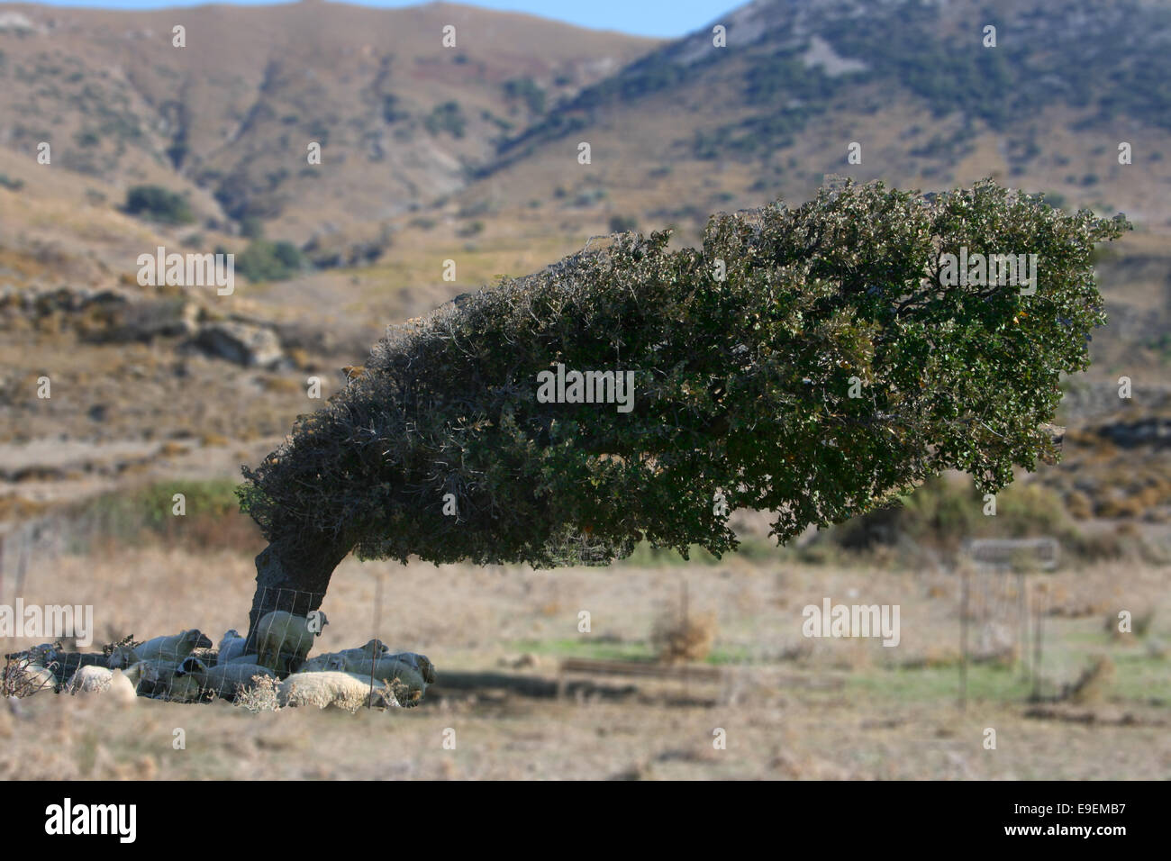 Sheeps under slanted tree, natural Stock Photo