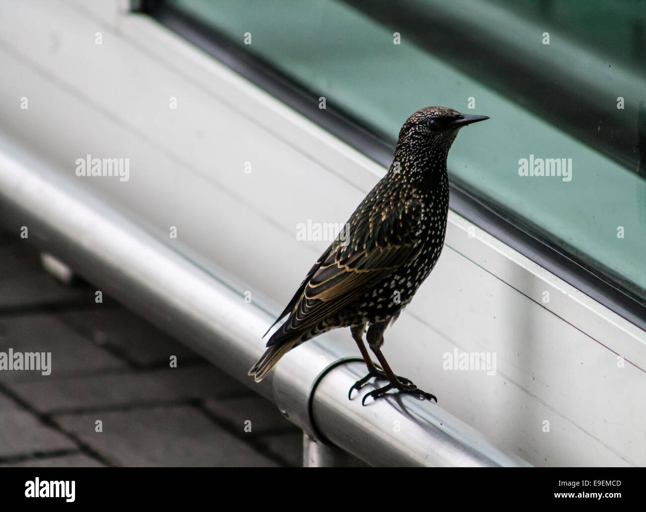 Curious Common starling (Sturnus vulgaris), standing on railing and watching in from window. Stock Photo