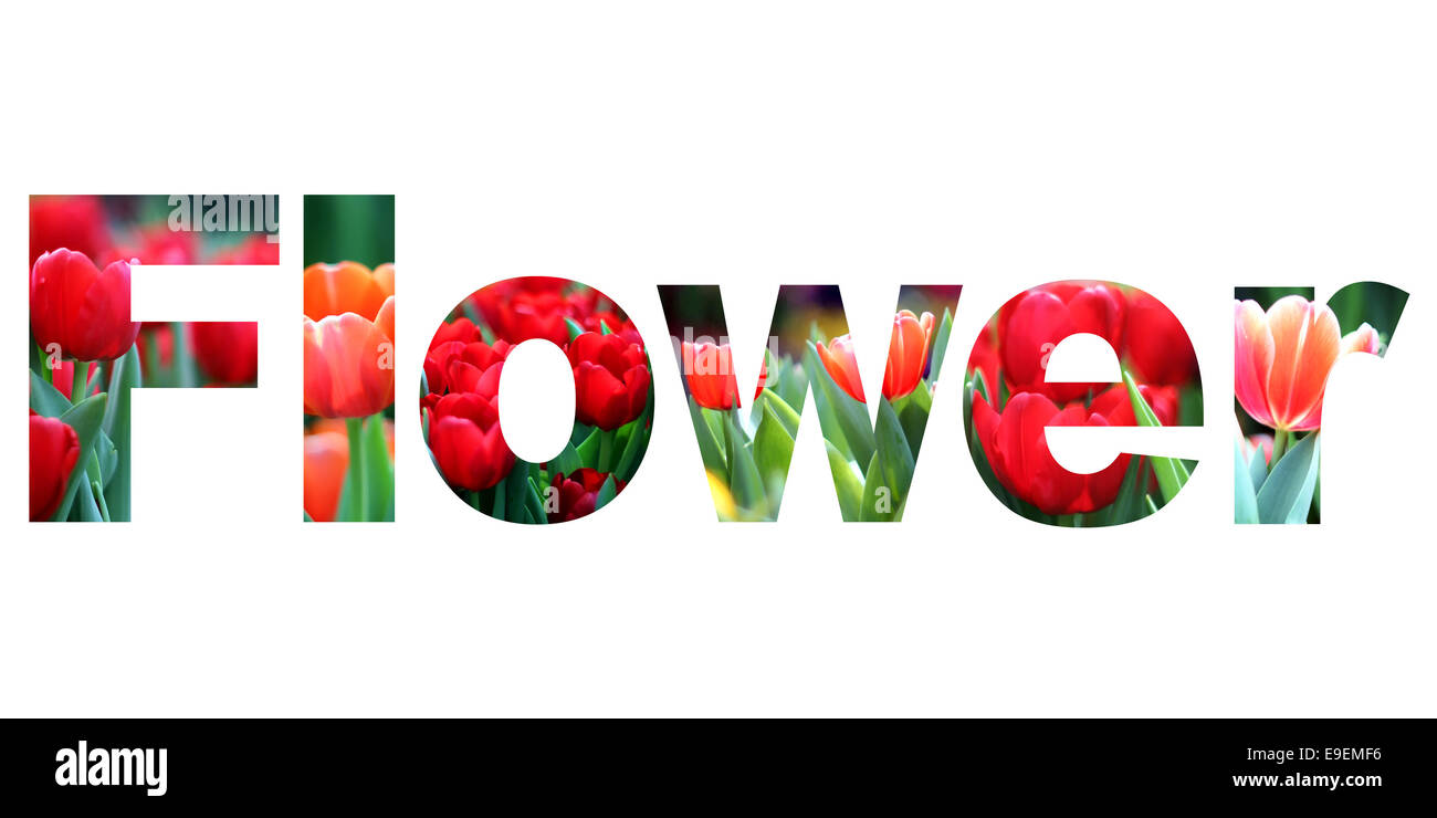 word flower on white background Stock Photo Alamy