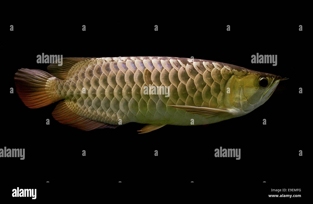 beautiful arowana on black background Stock Photo