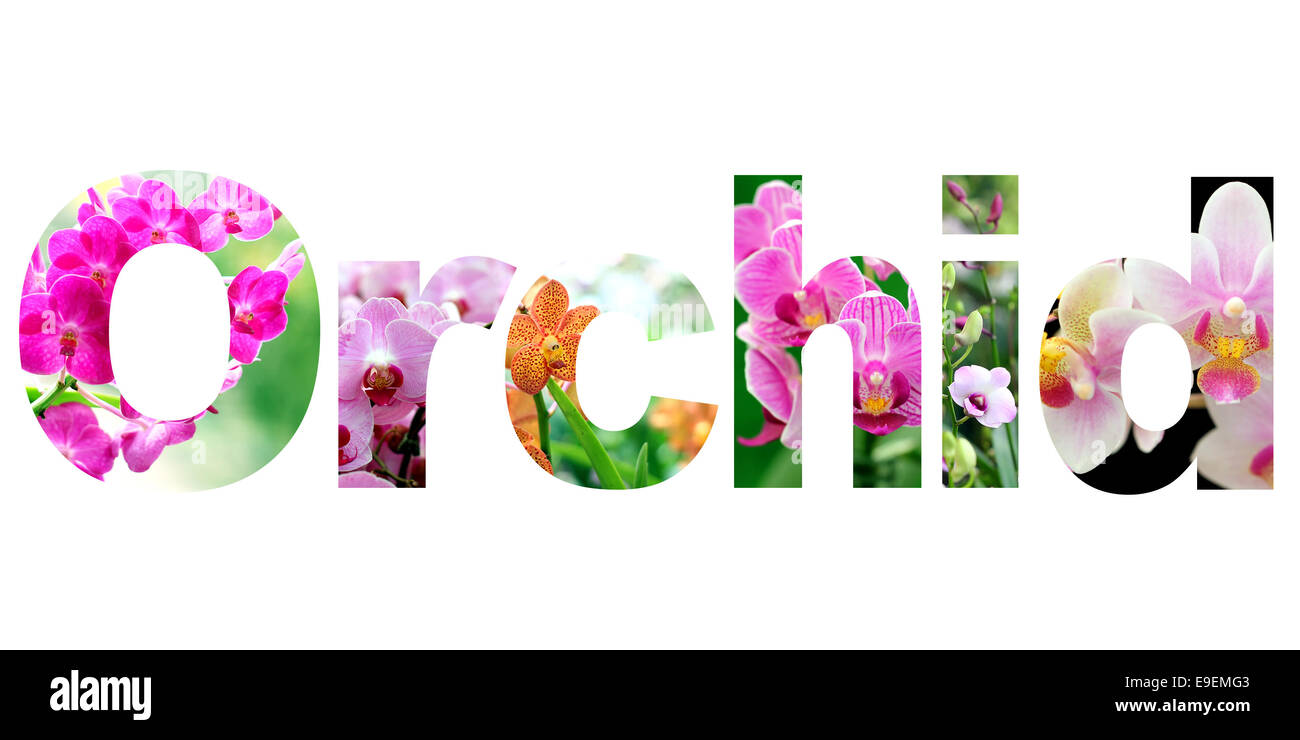word orchid on white background Stock Photo Alamy