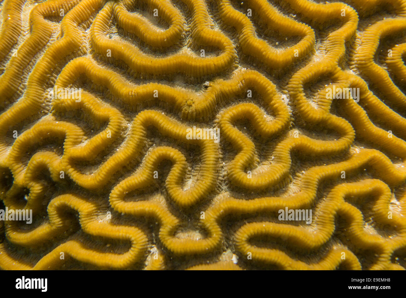 Details of the yellow pattern on brain coral Stock Photo