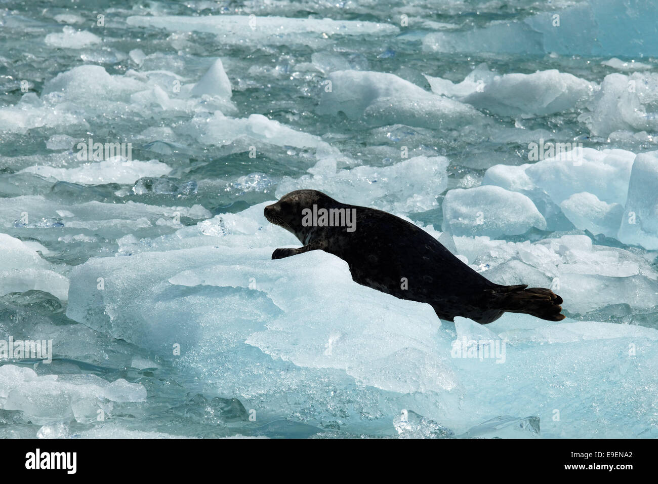 Harbor seal on icebergs floating in Tracy Arm, Southeast Alaska, USA Stock Photo