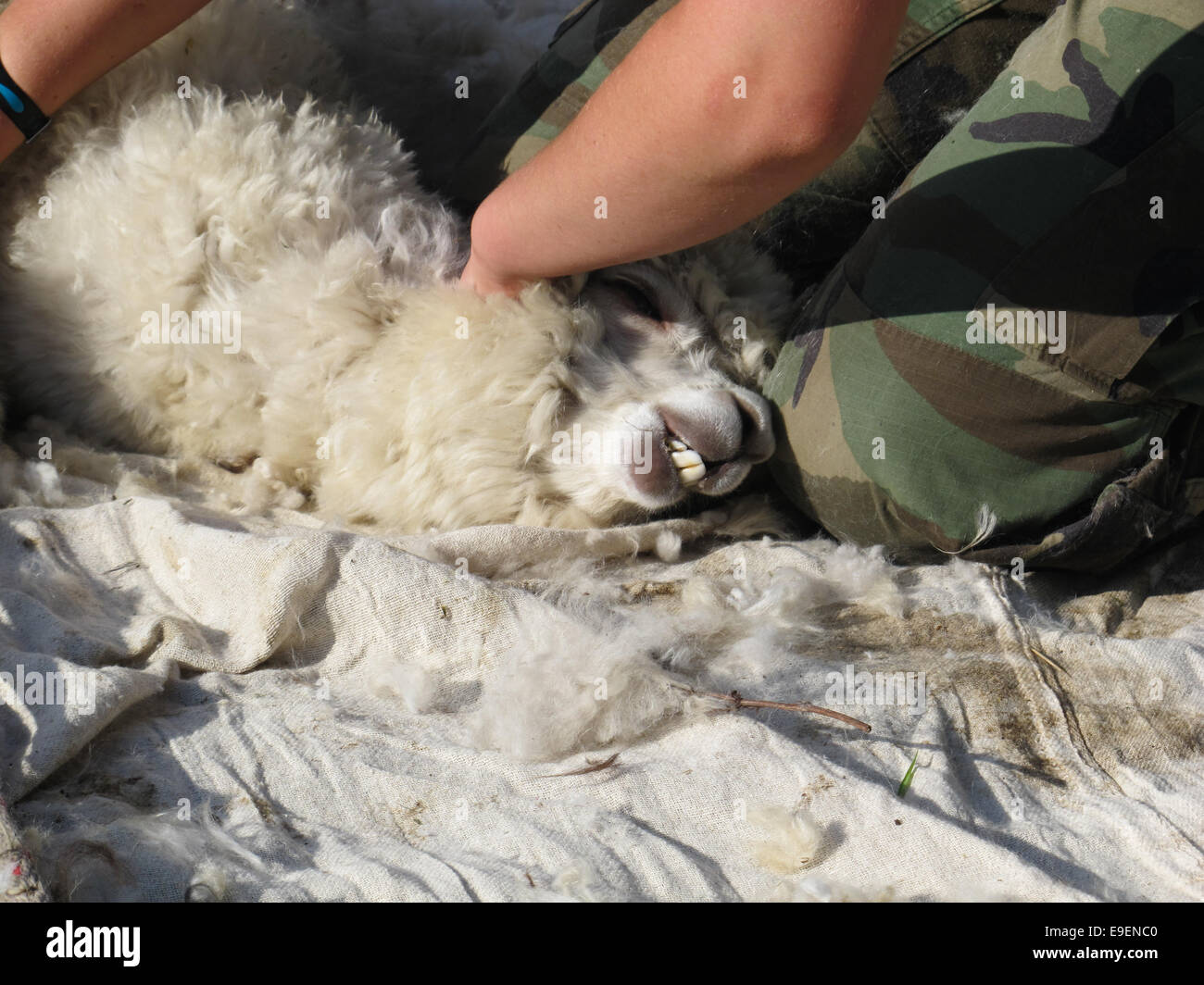 Alpaca shearing hires stock photography and images Alamy