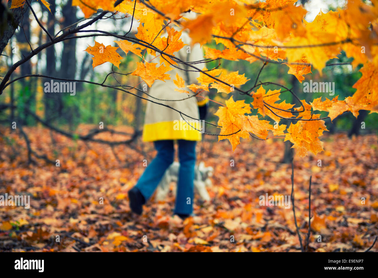 Autumn Fall Colors Colours Woman walking Dog in Park Stock Photo