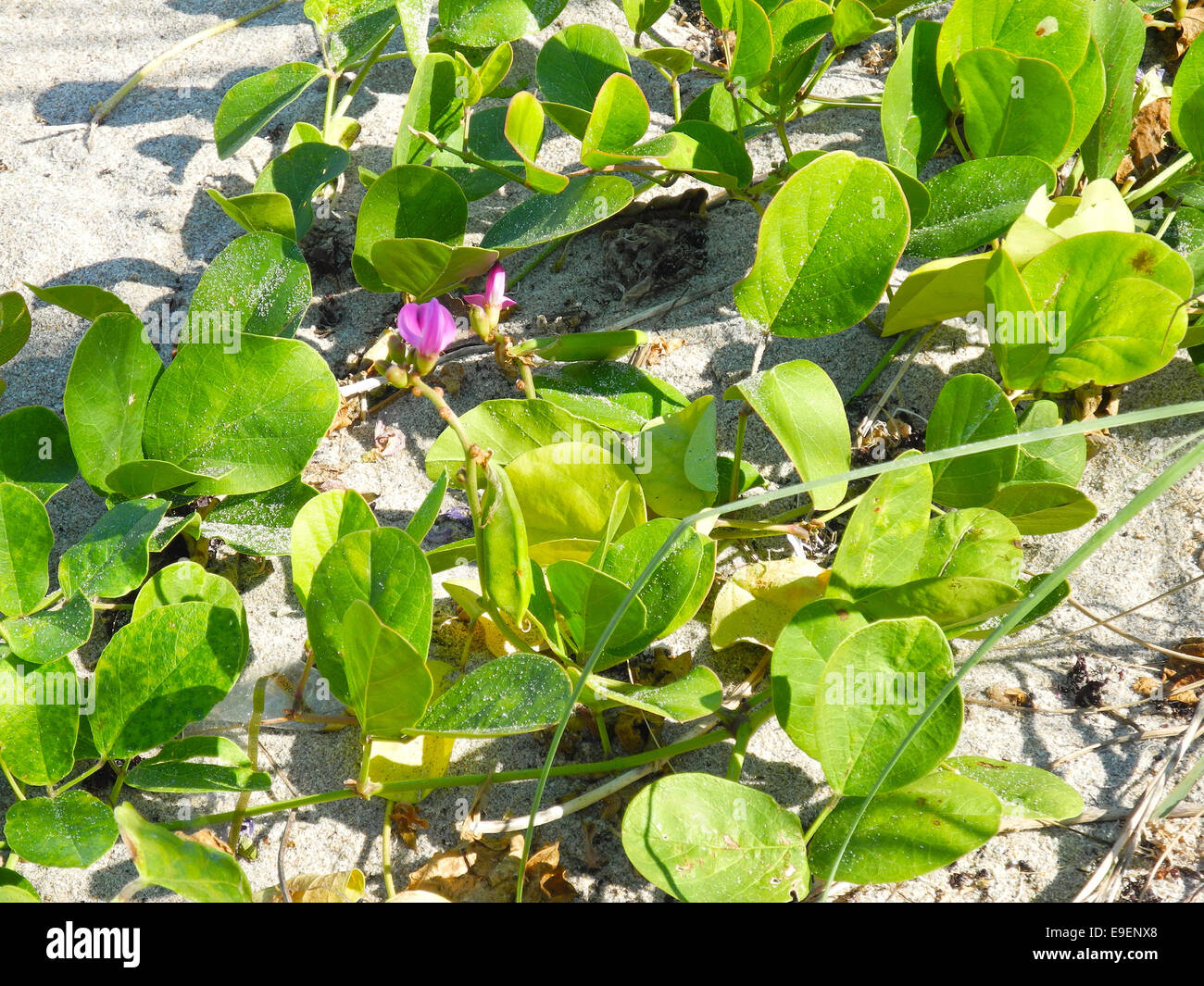 Beach Vines & Flowers The beach vines with their blossoms grow in the