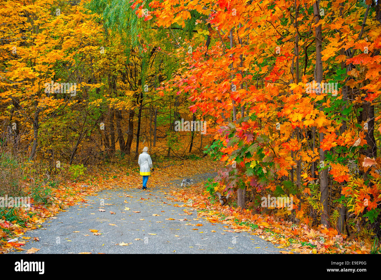 Autumn Fall Colours Colors Trees and Leaves, Woman Walking Dog in Park Stock Photo