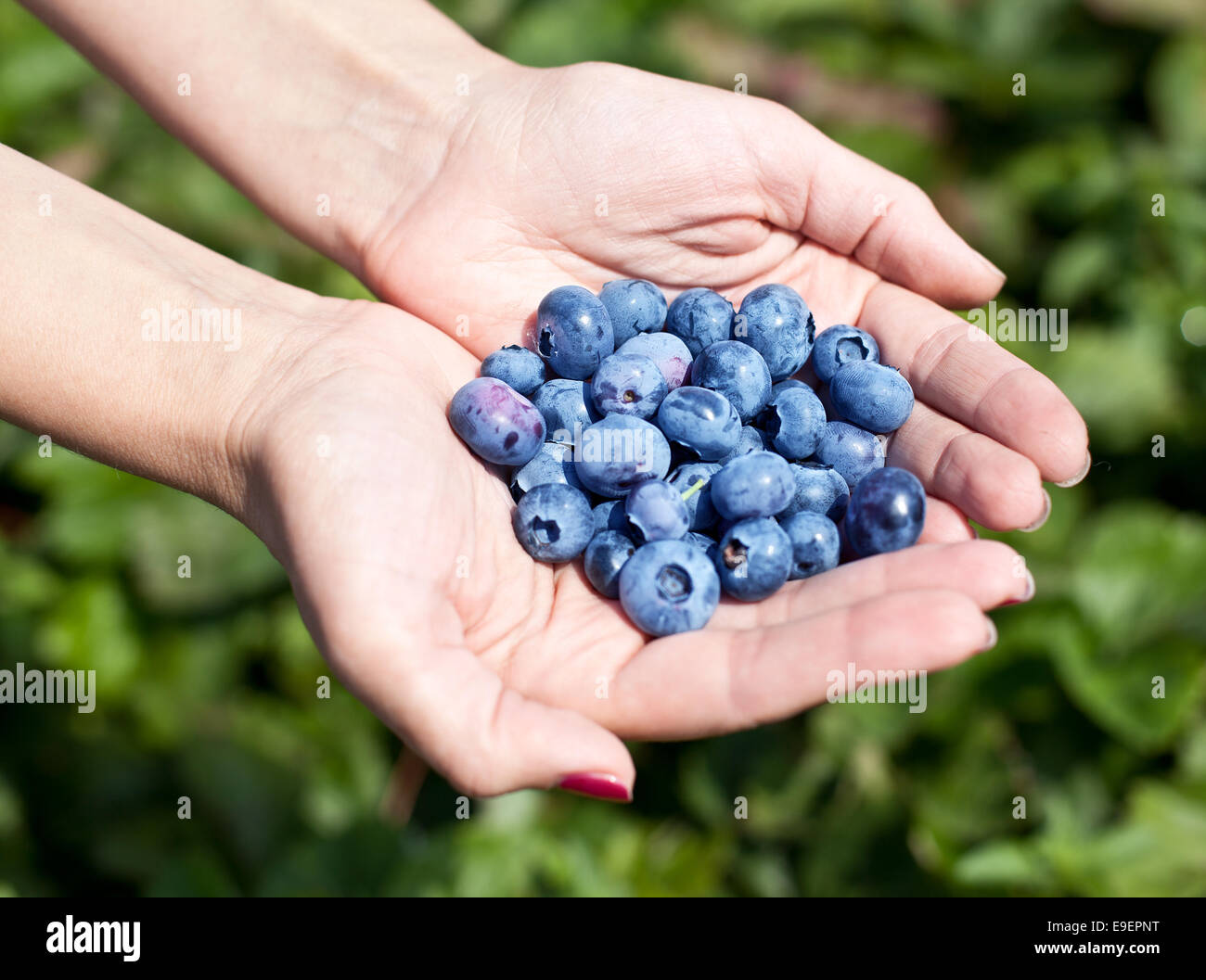 Blueberries in the woman's hands. Blurred green shrubs on the background. Stock Photo