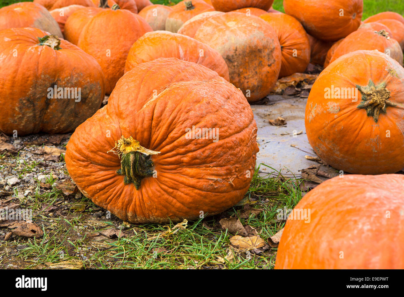 Pumpkins for Halloween on the field in the countryside Stock Photo - Alamy