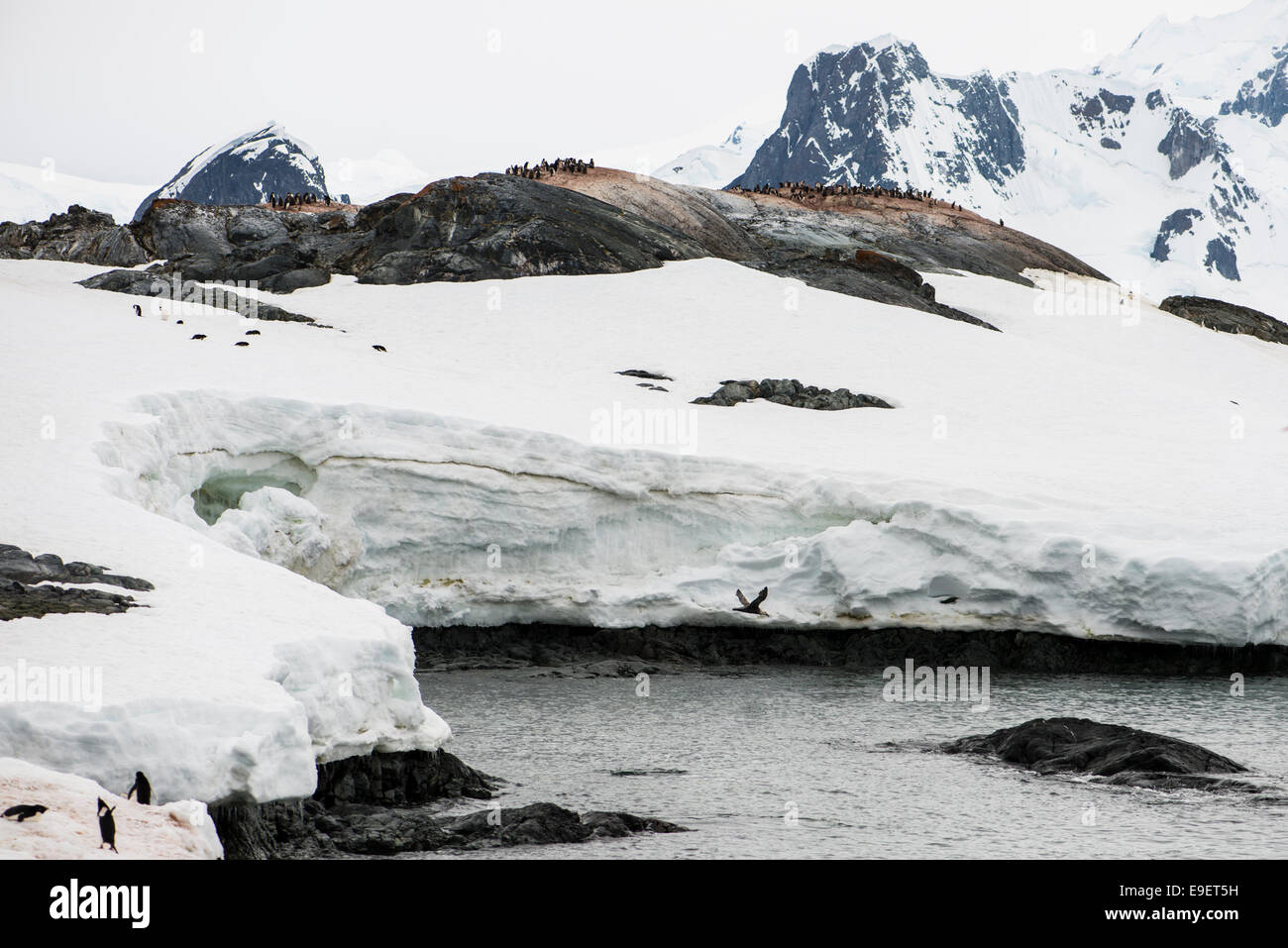Adelie island, Antarctica Stock Photo