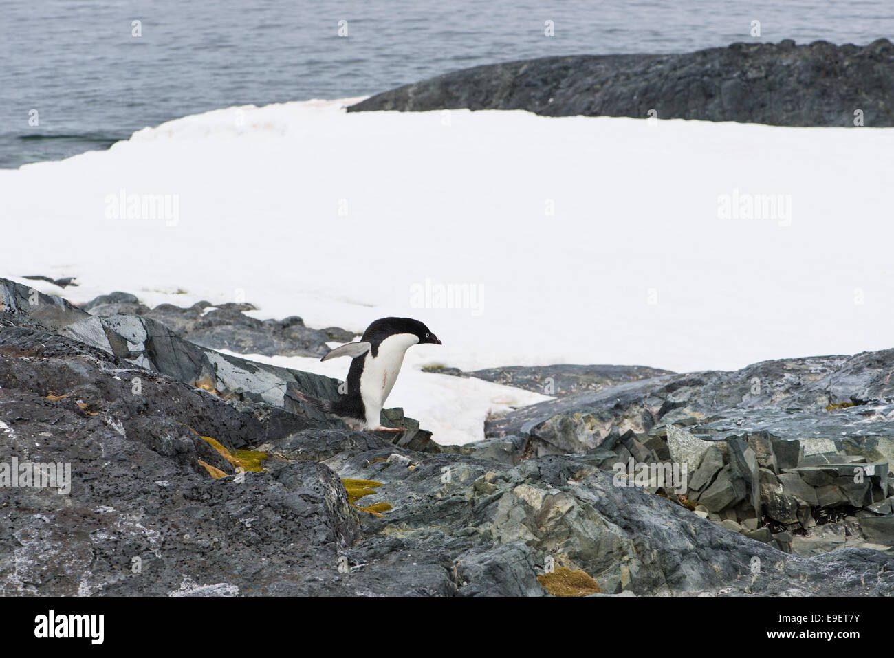 Adelie penguin, Antarctica Stock Photo