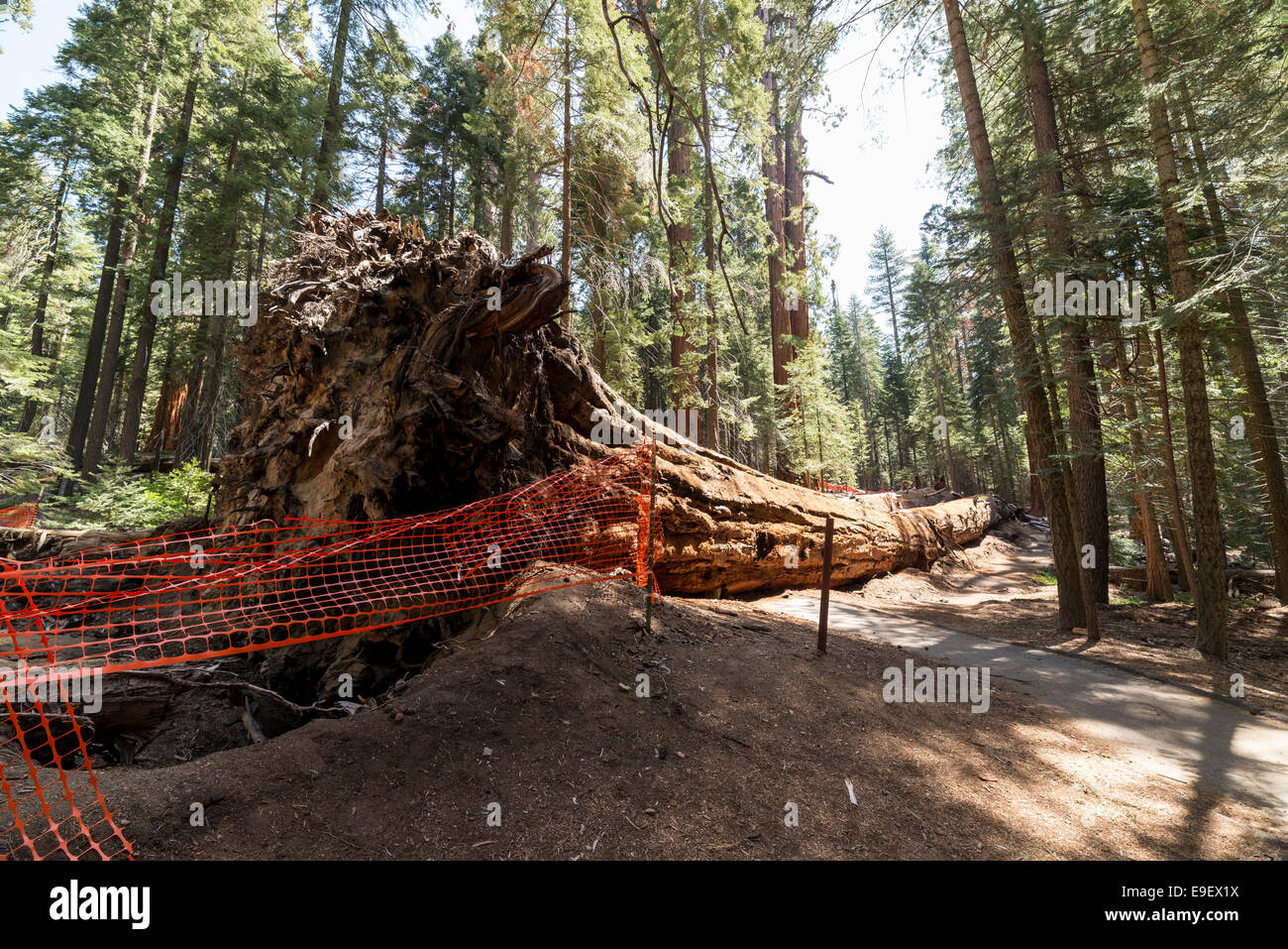 Fallen giant sequoia tree in California Stock Photo: 74701142 - Alamy