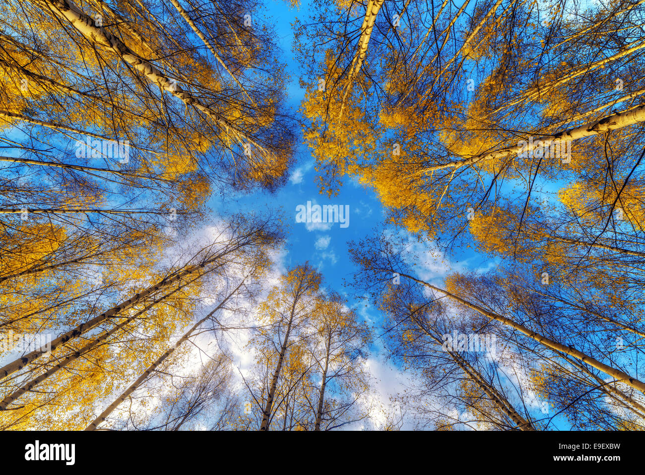 Beech maple forest hi-res stock photography and images - Alamy