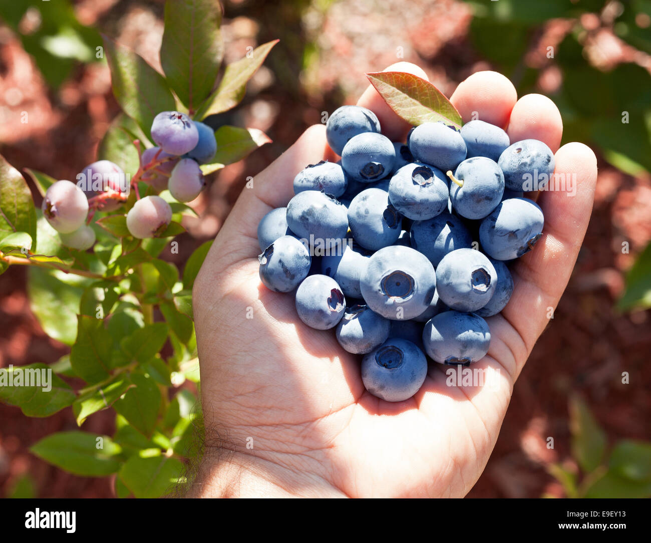 Blueberries in the man's hands. Green shrubs on the background. Stock Photo
