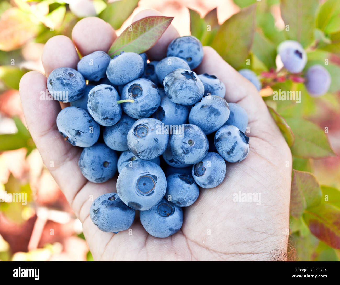 Blueberries in the man's hands. Green shrubs on the background. Stock Photo