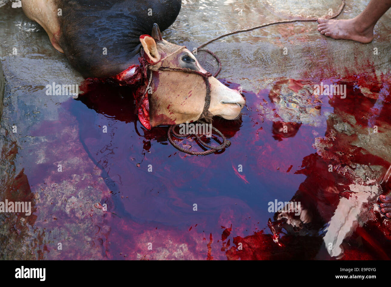 Muslims slaughter cattle to commemorate Prophet Ibrahim's willingness to sacrifice his son at Allah's command during the Eid-ul-Azha at Sylhet. Muslims slaughter cattle to commemorate Prophet Ibrahim's willingness to sacrifice his son at Allah's command during the Eid-ul-Azha at Sylhet.