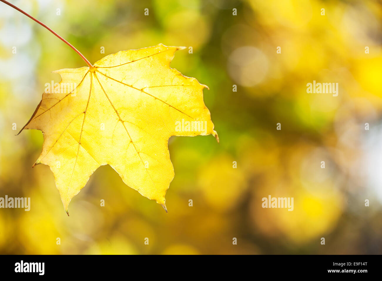 Yellow maple leaf on  autumn blurred background. Stock Photo