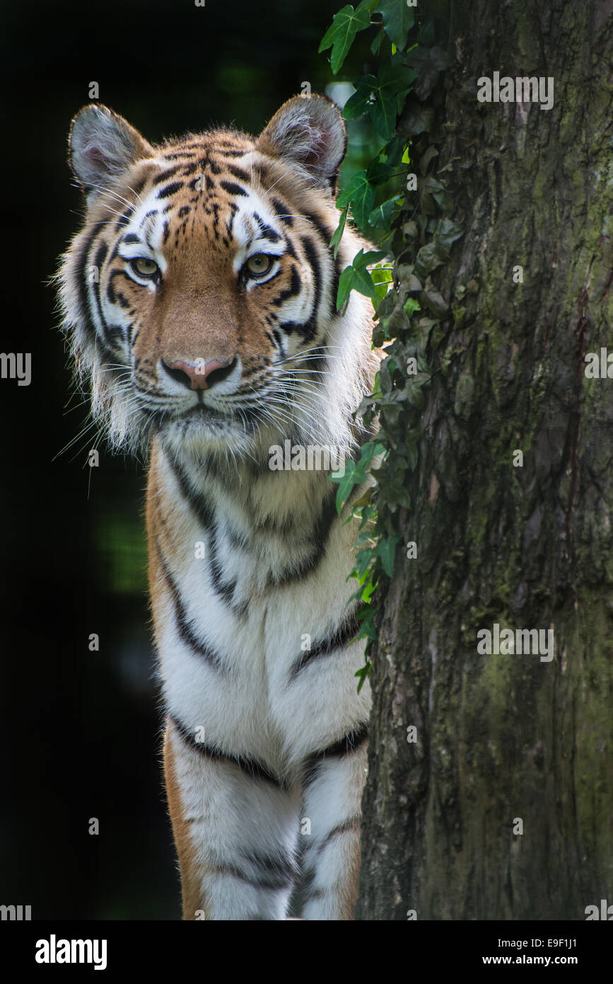 Endangered Bengal tiger is captivity Stock Photo - Alamy