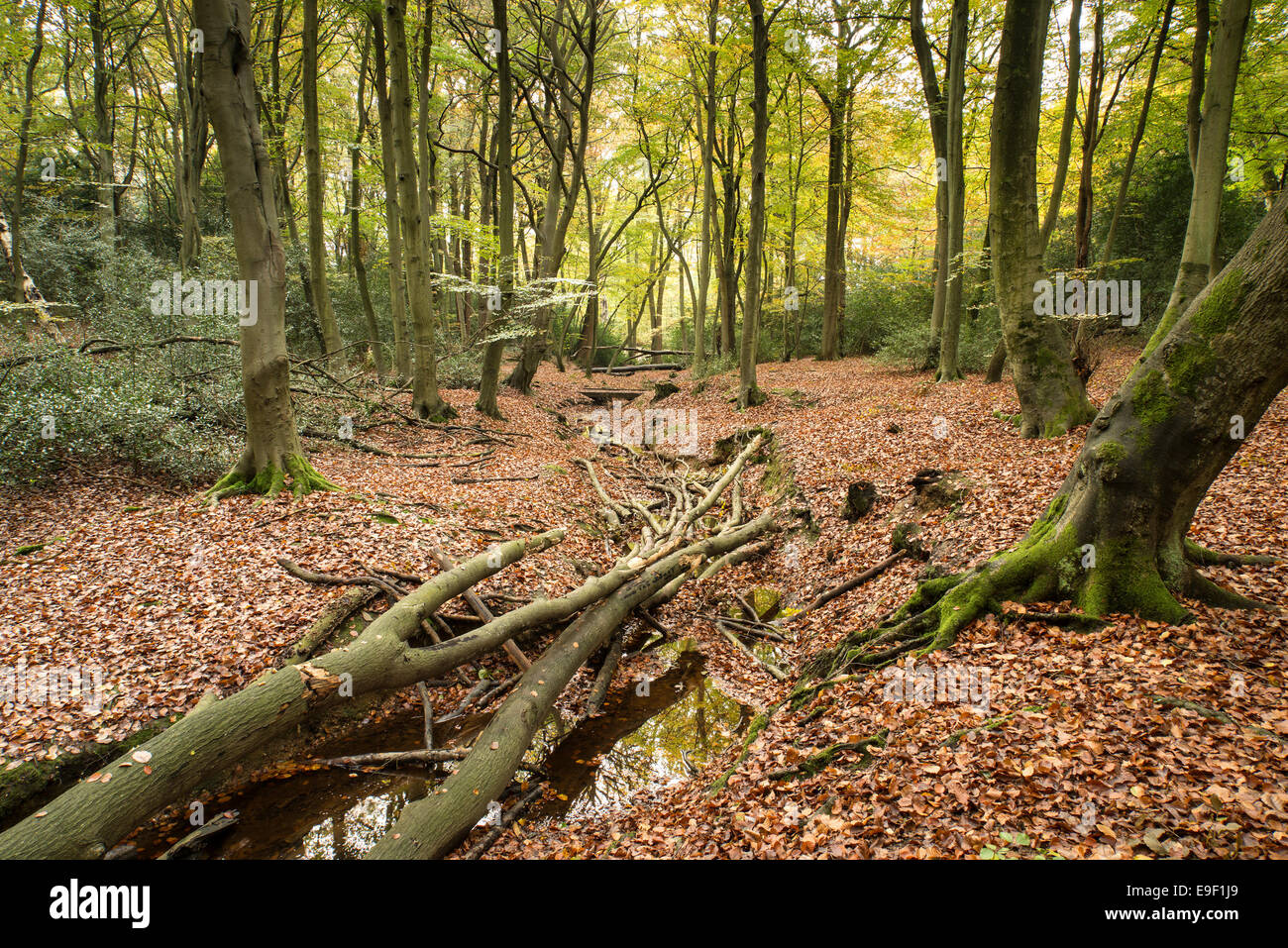 Beautiful vibrant Autumn Fall colors in forest landscape Stock Photo ...