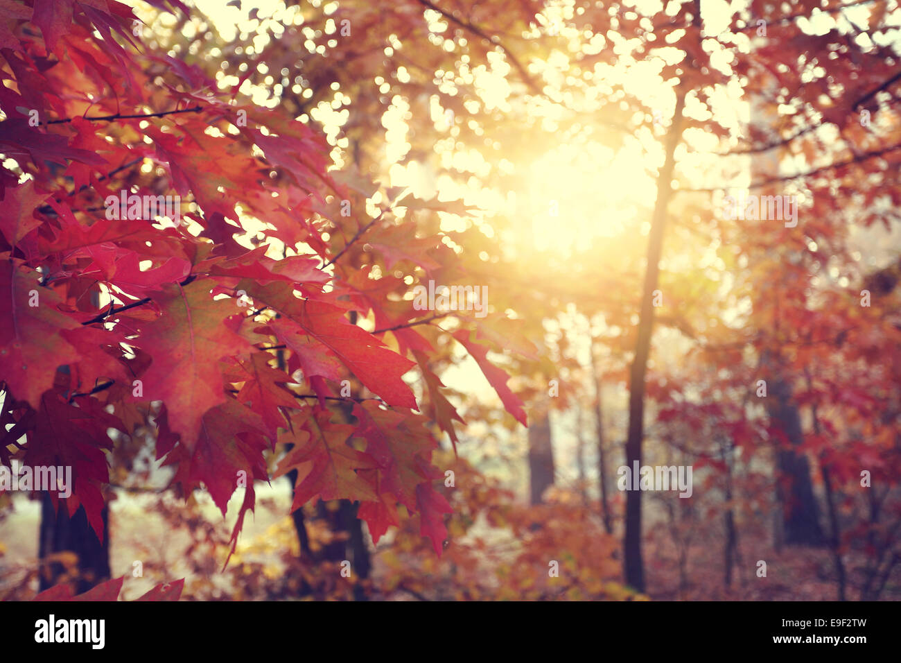 Forest autumn landscape Stock Photo - Alamy