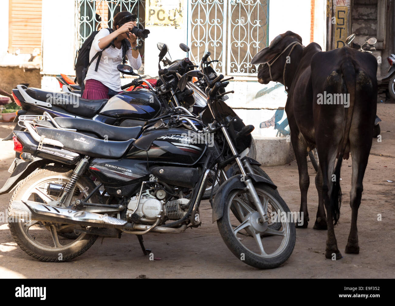 Woman taking a picture of a cow in the street. Sadar Bazaar, Pushkar, Rajasthan, India Stock Photo