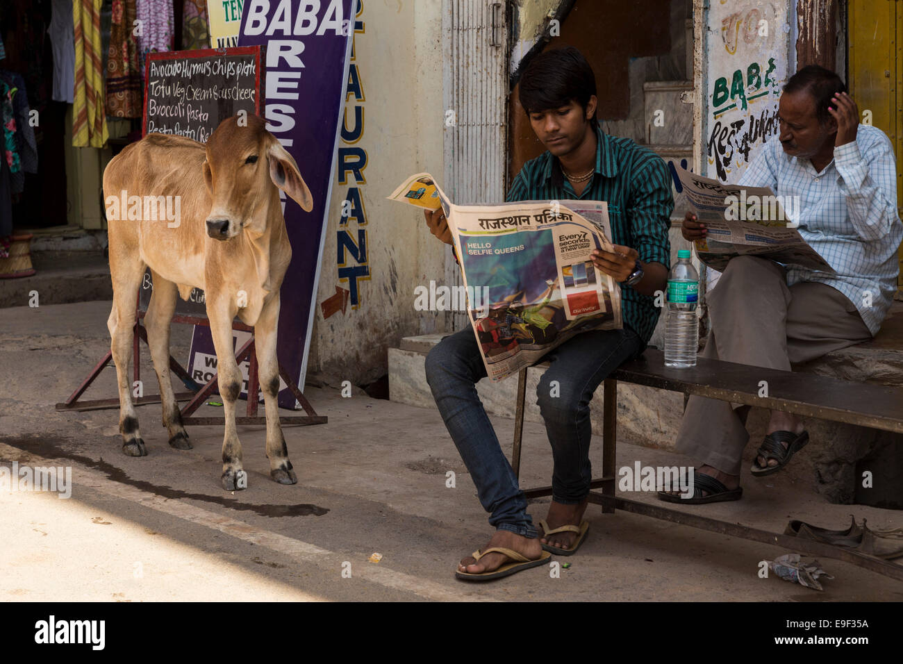 Veal near two men reading newspapers. Sadar Bazaar, Pushkar, Rajasthan, India Stock Photo