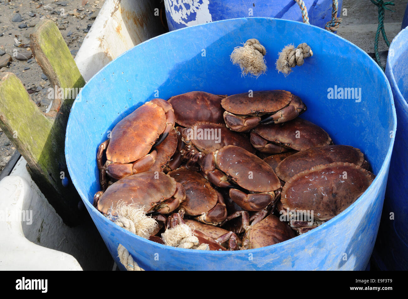 Fresh crabs in fisherman's blue  bucket Port Isaac Cornwall england Stock Photo