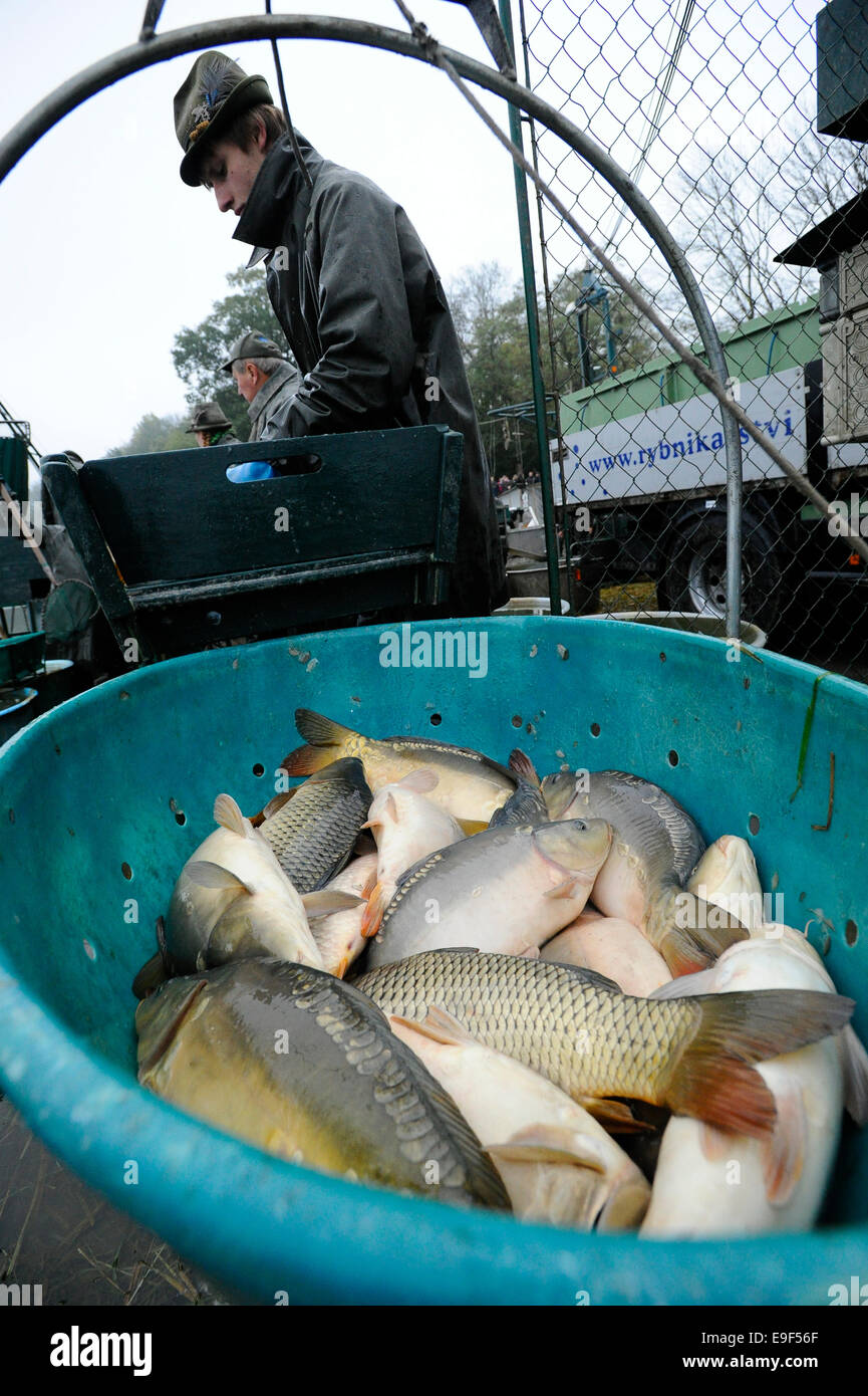 Fishermen are seen during a traditional fish haul of the Vrkoc pond near the Pohorelice, Czech Republic, October 25, 2014. Fishermen use the traditional way of catching the local carp for traditional Czech Christmas meal. (CTK Photo/Vaclav Salek) Stock Photo