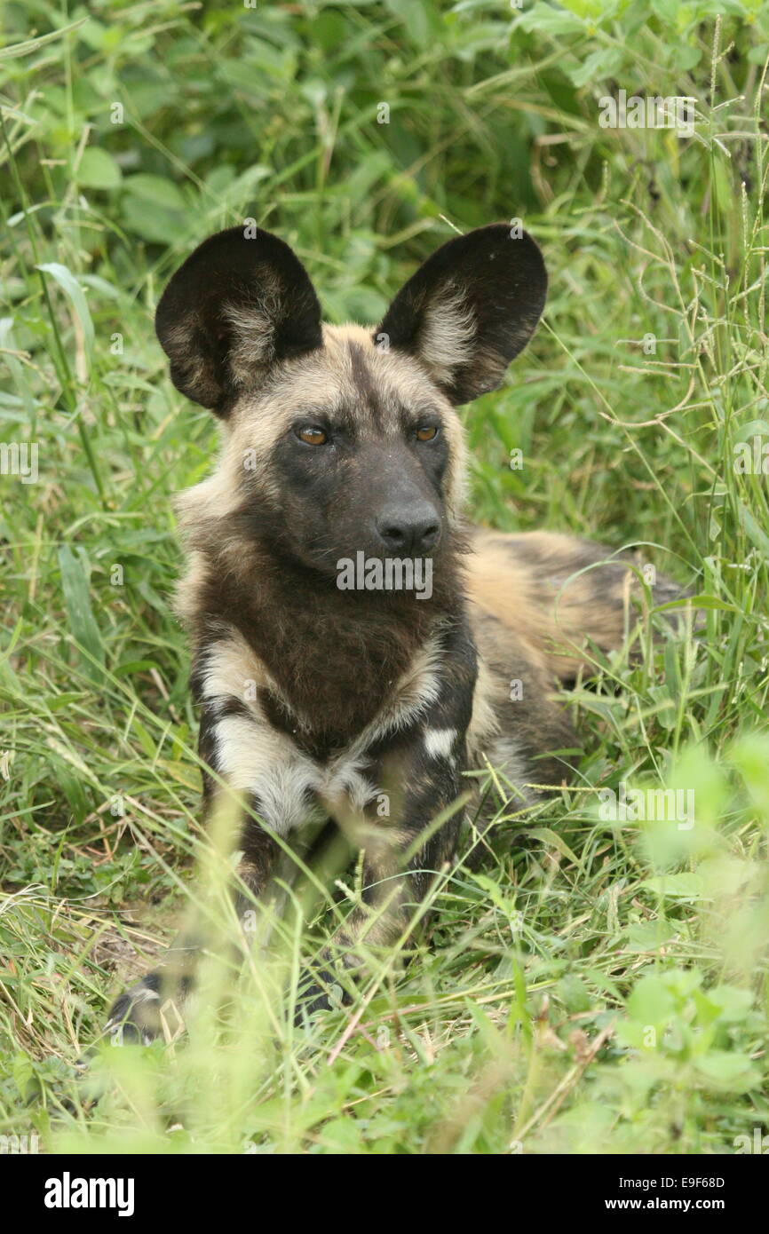 African Hunting Dog in Moremi Game Reserve, Botswana. Stock Photo