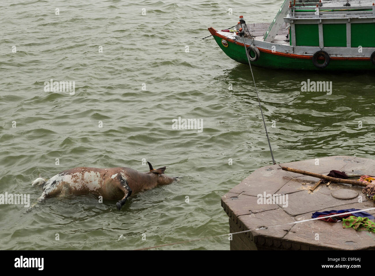 Dead cow in Ganges' waters, Varanasi, Uttar Pradesh, India Stock Photo