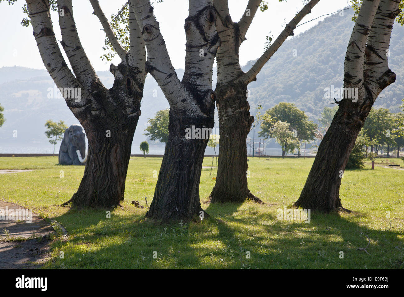STAND OF TREES IN SUNSHINE ON FLOODPLAIN OF RIVER DANUBE DONJI MILANOVAC SERBIA Stock Photo