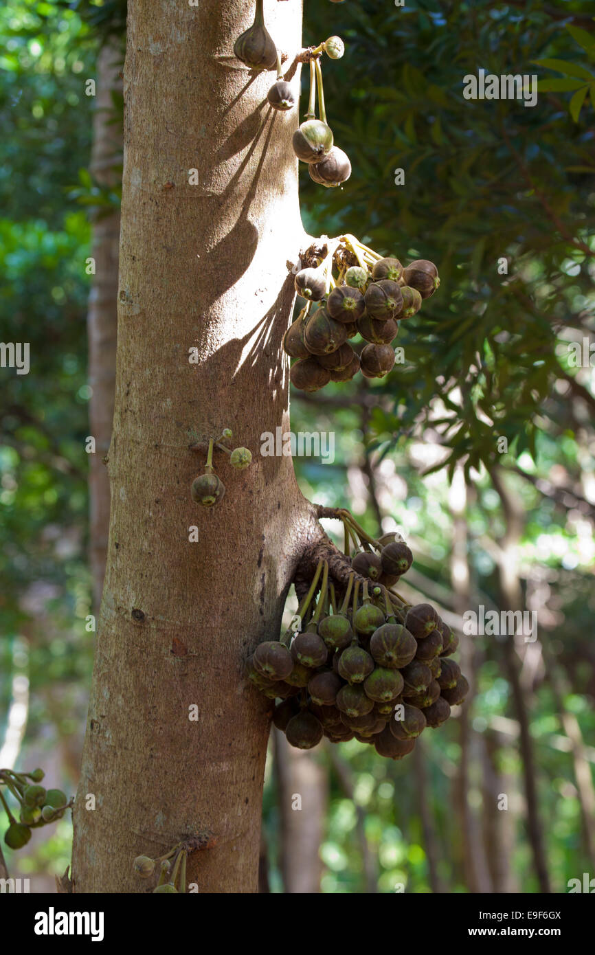 Figs hanging on fig tree hi-res stock photography and images - Alamy