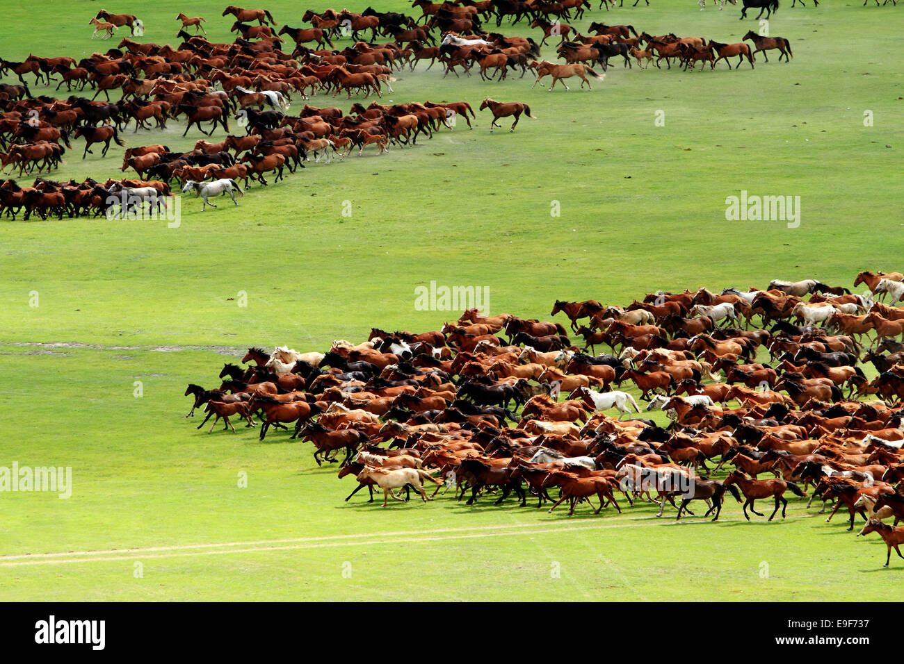 Horses on the grasslands of Inner Mongolia Stock Photo - Alamy