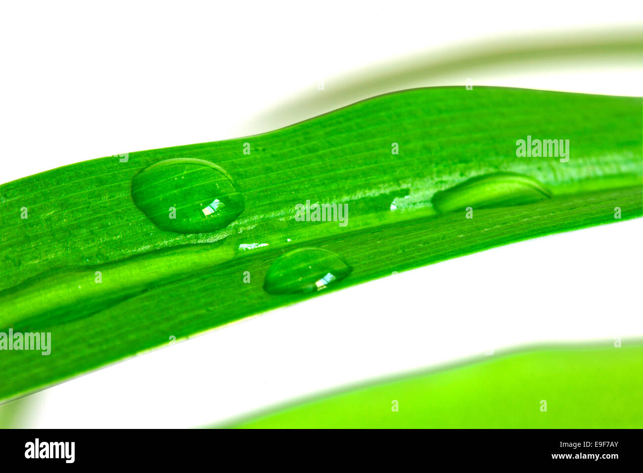 Green leaves water drops Stock Photo