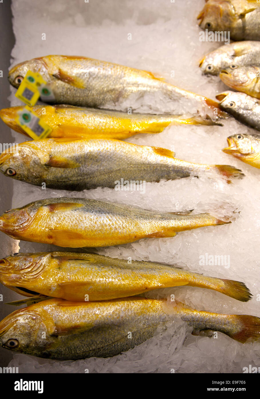 Zhoushan small yellow croaker Stock Photo