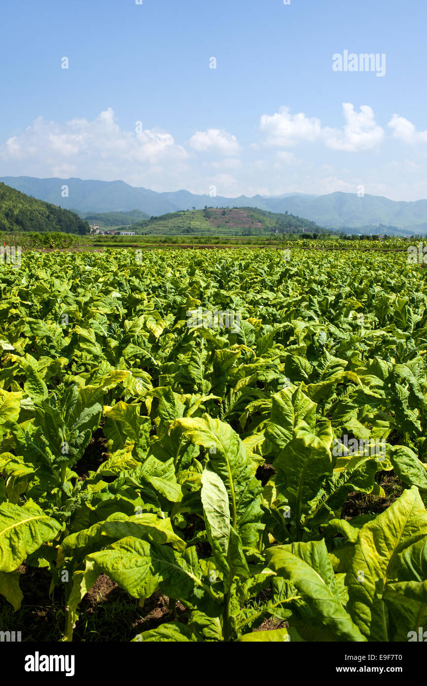 Yunnan tobacco growing Stock Photo