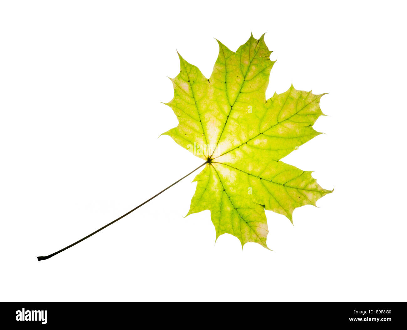 Green maple leaf isolated on a white background Stock Photo - Alamy