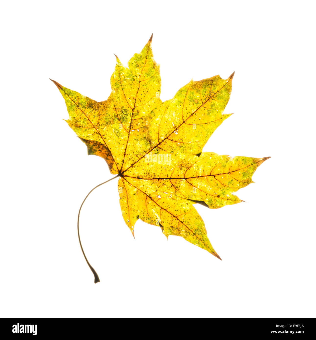 Yellow maple leaf isolated on a white background. Autumn theme Stock ...