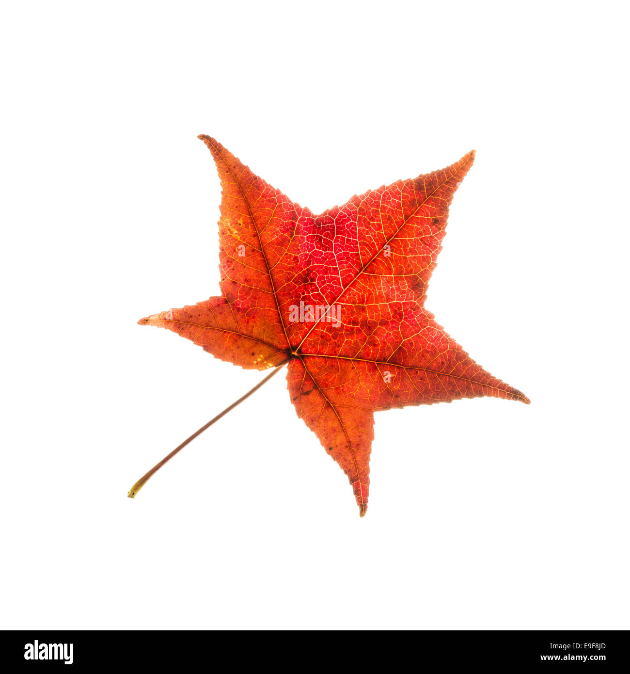 Beautiful red autumn leaf isolated on a white background Stock Photo ...
