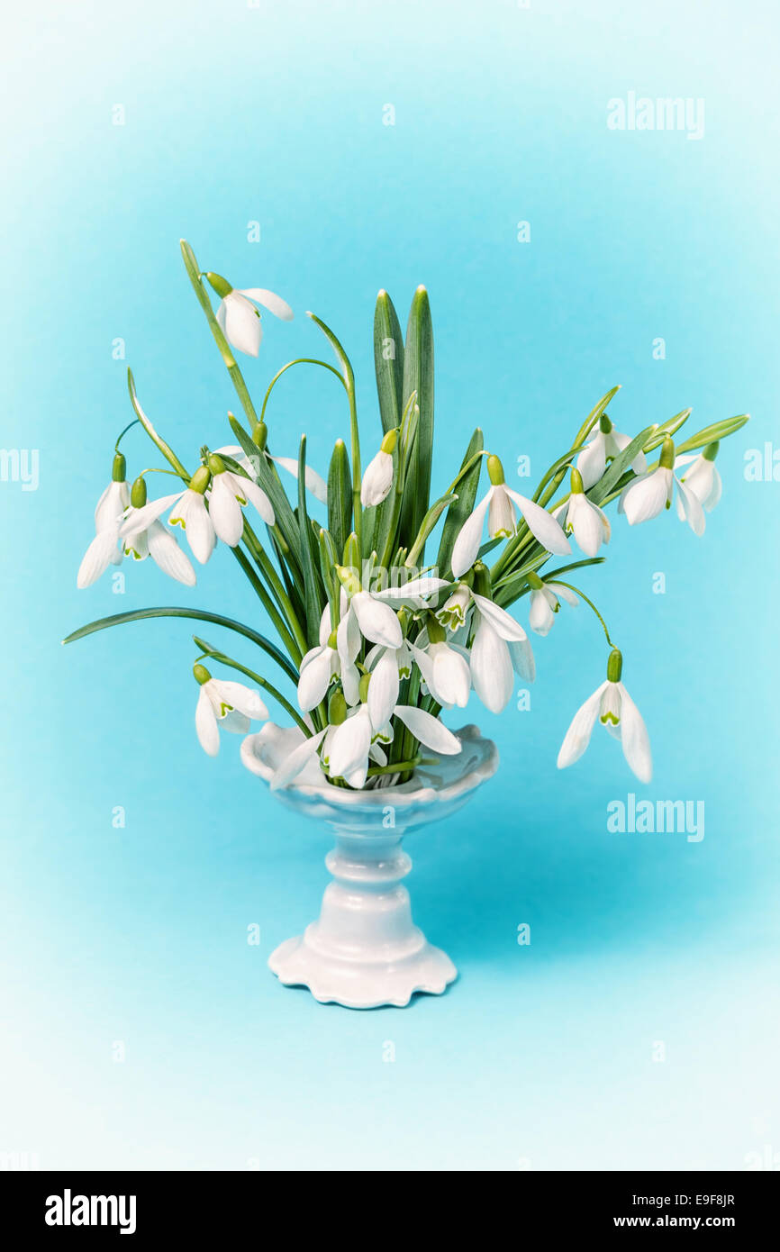 Flower snowdrops in vase on blue background Stock Photo