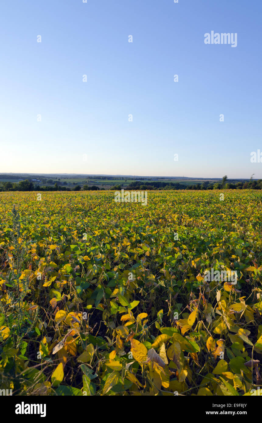 Plant of soybeans Stock Photo