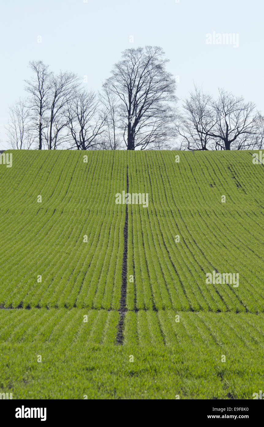 Soy field plants growing hi-res stock photography and images - Alamy