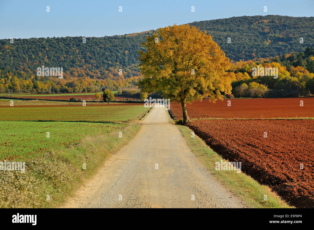 Lonely orange tree hi-res stock photography and images - Alamy