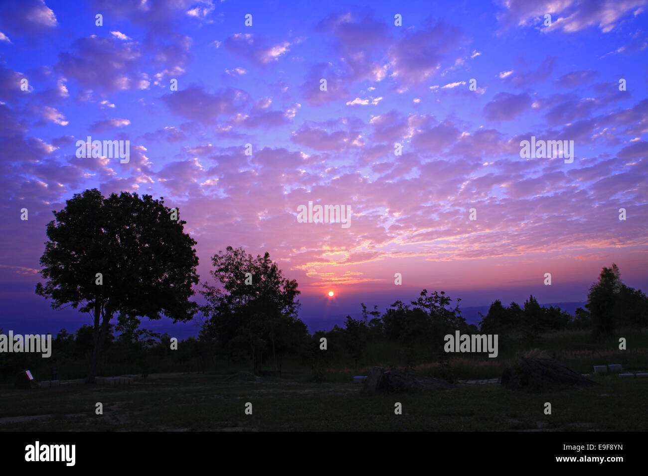 silhouette of tree with beautiful sunrise Stock Photo - Alamy