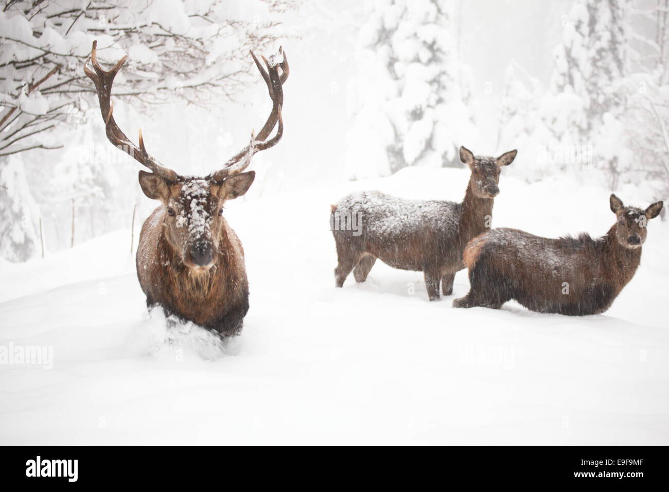 red deers in snow Stock Photo