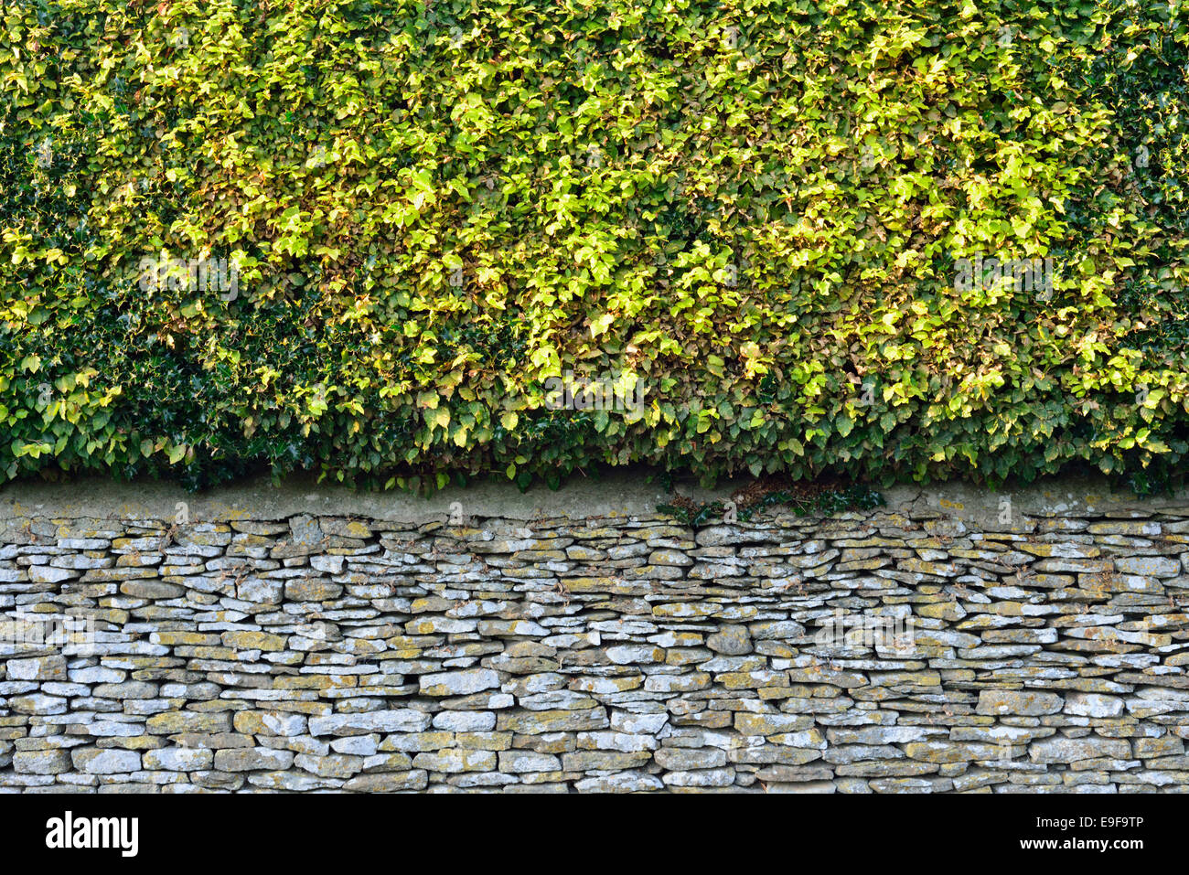 Hedge and dry stone wall, Gloucestershire, United Kingdom Stock Photo