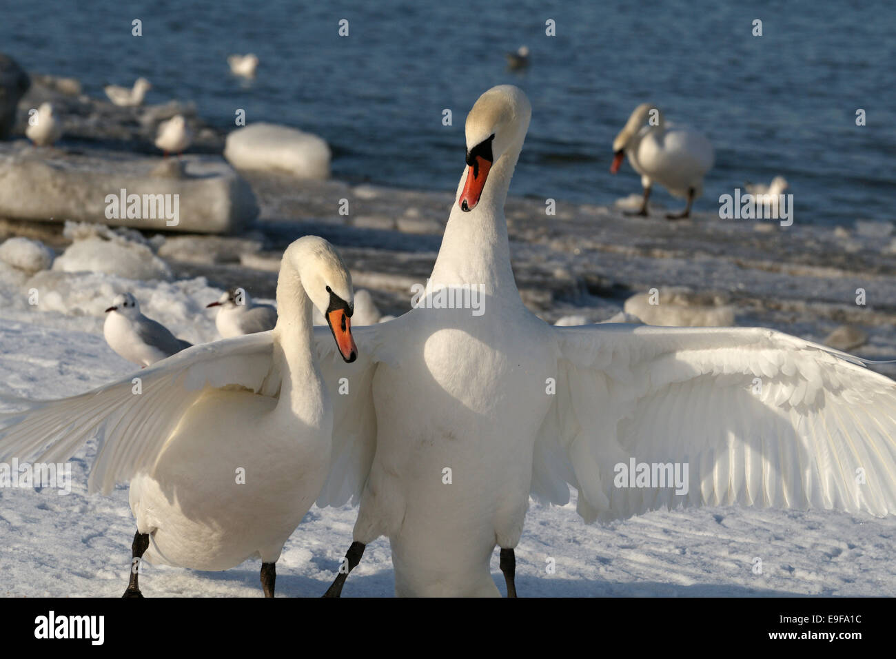 White swans Stock Photo