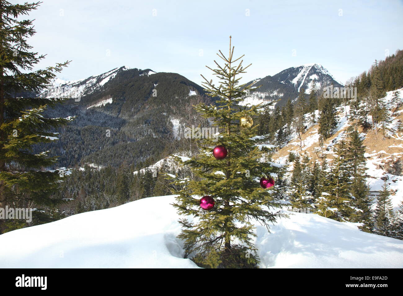 Nature tree hi-res stock photography and images - Alamy