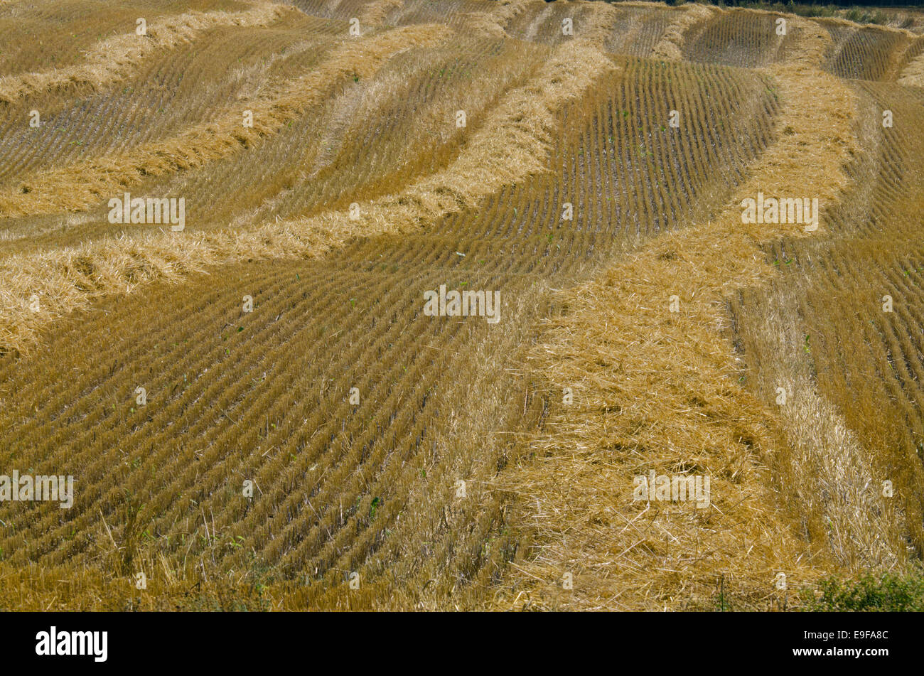 The compressed band on wheat field Stock Photo
