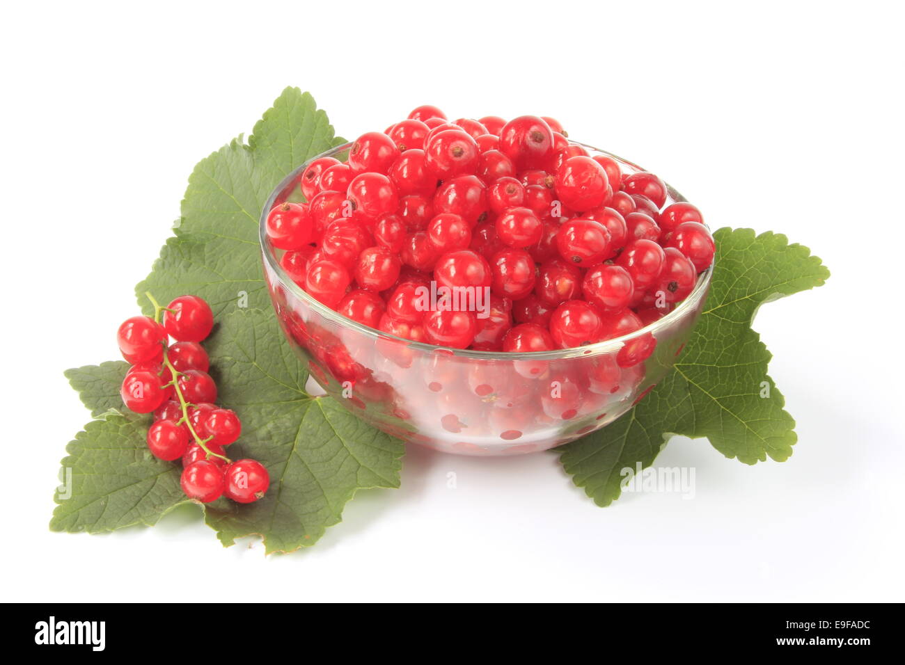 Red currants (Ribes rubrum) Stock Photo